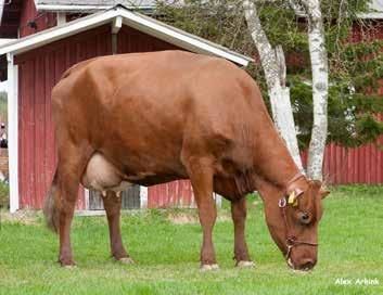 VikingRed-uutuuksia VR Herbert (VR Hjusticia x VR Niki x R David), +30, tulee Herbertssons Lantbrukista. Sen emä 52 Pettrona,, +24, on ollut VikingEmbryo-ohjelmassa.