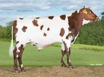 Emän poikimaväli oli 11,4 kuukautta ja ensimmäinen kausi tuotti yli 11 000 kiloa. Sen luokitus on hieno VG-88 (utare VG-86, jalat VG-87, runko VG-87).