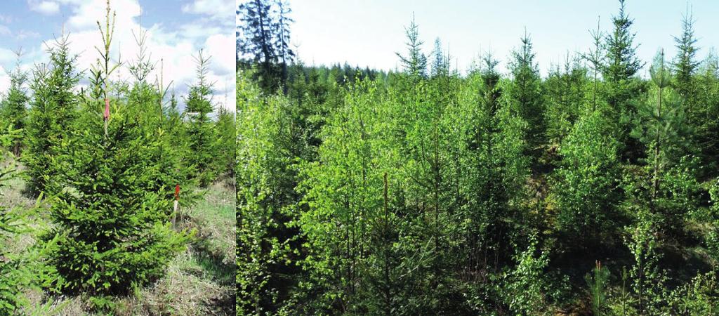 Metsätieteen aikakauskirja 2018-7802 Tutkimusartikkeli Miina ym. Kuusentaimikon kerkkäsato ja keruun Kuva 1.
