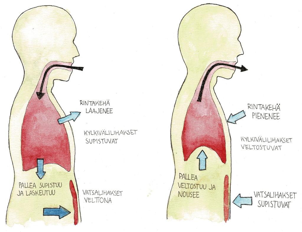 sio B 1. b. Ilman virtaaminen keuhkoihin johtuu keuhkoissa olevasta alipaineesta, joka syntyy pallean supistuessa ja rintaontelon laajetessa (tilavuus kasvaa, jolloin paine pienenee keuhkoissa).