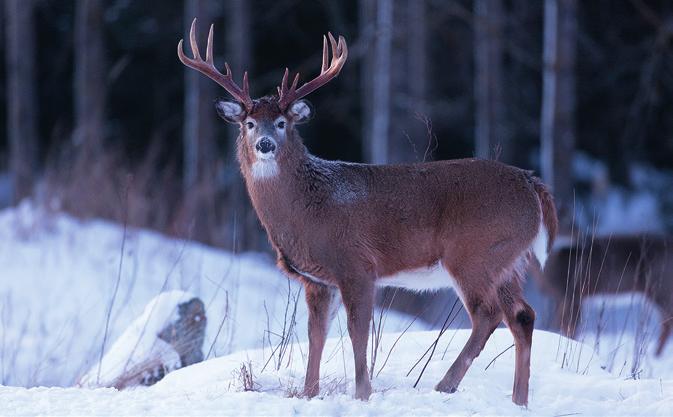 2 Ampumataito Harjoittele ampumista sekä paikallaan olevaan että liikkuvaan maalikuvioon. Ammu riistalaukaus sellaiselta etäisyydeltä ja tilanteessa, jossa oma ampumataitosi varmasti riittää.