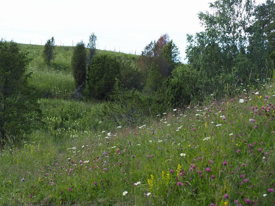 SUOMENKARJAN VAHVUUKSIA LAIDUNTAMISESSA Tehokkaita aluskasvillisuuden, ruokojen ja pajukon raivaamisessa