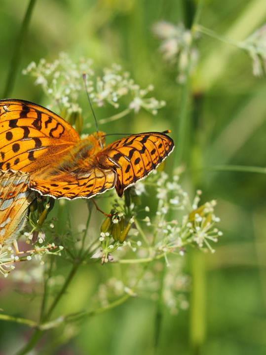 SUOMENVUOHEN VAHVUUDET vuohi on ollut perinteisesti vähään tyytyvä kotieläin ja taloudellinen maidontuottaja se pärjää niillä laitumella, jotka