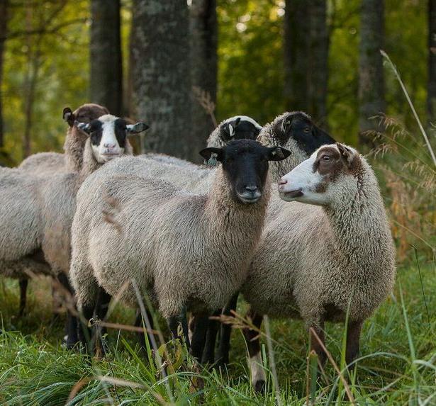 Suomen lammasrodut - lammasrotujemme esivanhempia on kasvatettu maassamme ainakin tuhat vuotta - Suomenlammas on