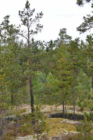 Ylhäällä: Suunnittelualueella sijaitsee kaunis neva ja komea