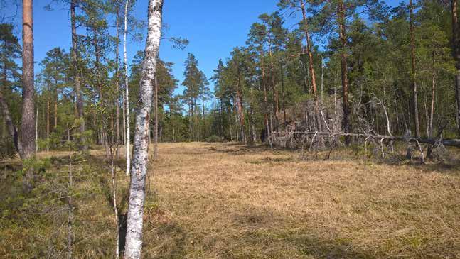 Vasemmalla: Alueella on lukuisia pienipiirteisiä kallioita.