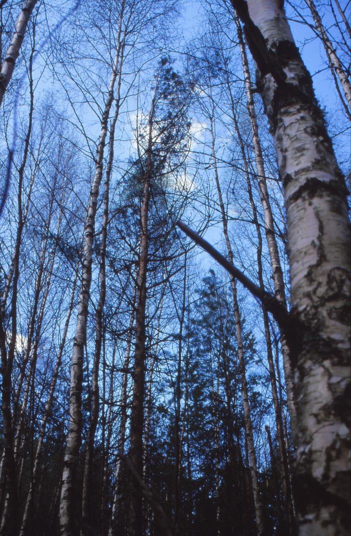 Harvennushakkuut soilla Ojitusalueilla on suuret hakkuurästit. Kiireellisten turvemaiden harvennushakkuiden tarve on n.