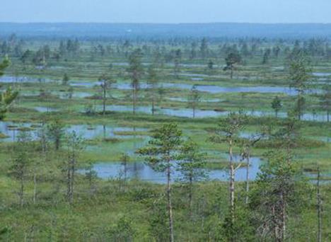 maanvieremät,