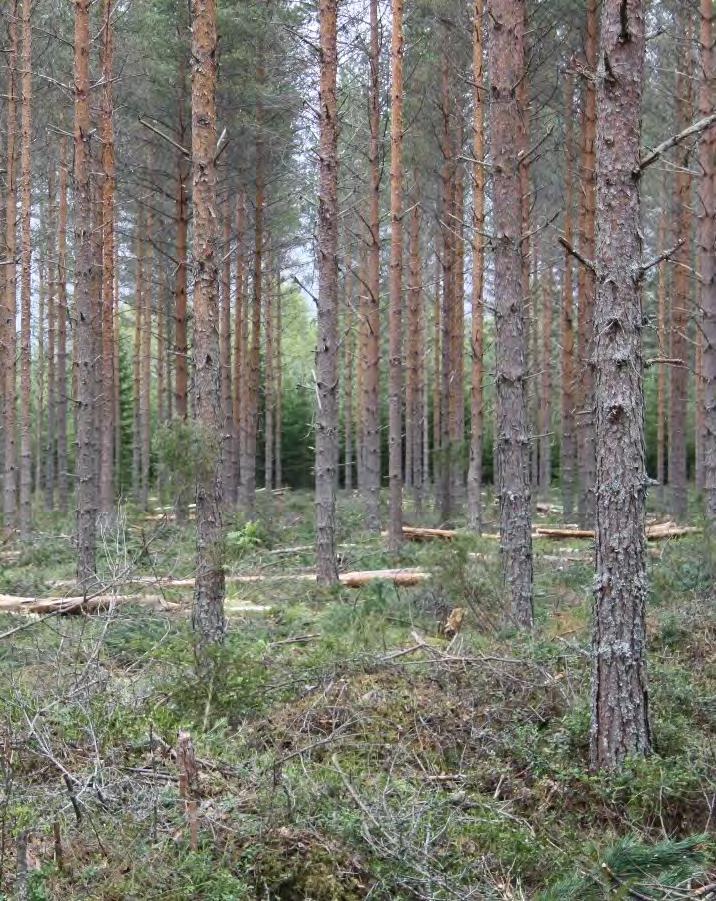 Kantokäsittelyliuoksen kulutus hehtaaria kohden Kantokäsittelyliuoksen hehtaarikohtainen keskikulutus oli tutkimuksessa ensiharvennuksilla 51 dm³/ha, kun havupuupoistuma oli keskimäärin 46 m 3 /ha ja