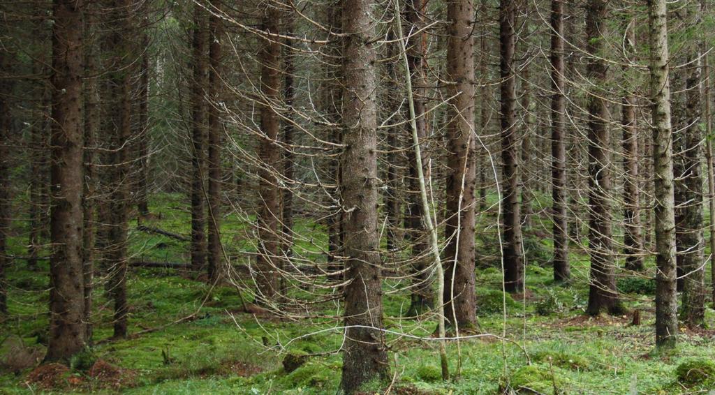 Hyvä kantokäsittelytyön laatu kesäkorjuussa on meidän kaikkien