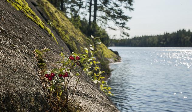 Raision vuosikatsaus / Kestävä ruokaketju / Ympäristövastuu Kestävää tuotantoa pienemmät ympäristövaikutukset Raisio käyttää tuotteissaan uusiutuvia raaka-aineita ja kehittää tuotantoaan kestävästi