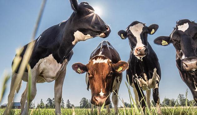 Raision vuosikatsaus / Kestävä ruokaketju / Case: Kestävää tuottavuutta maitotiloille Kestävää tuottavuutta maitotiloille Maitotilan kannattavuus paranee ja ympäristövaikutukset pienentyvät