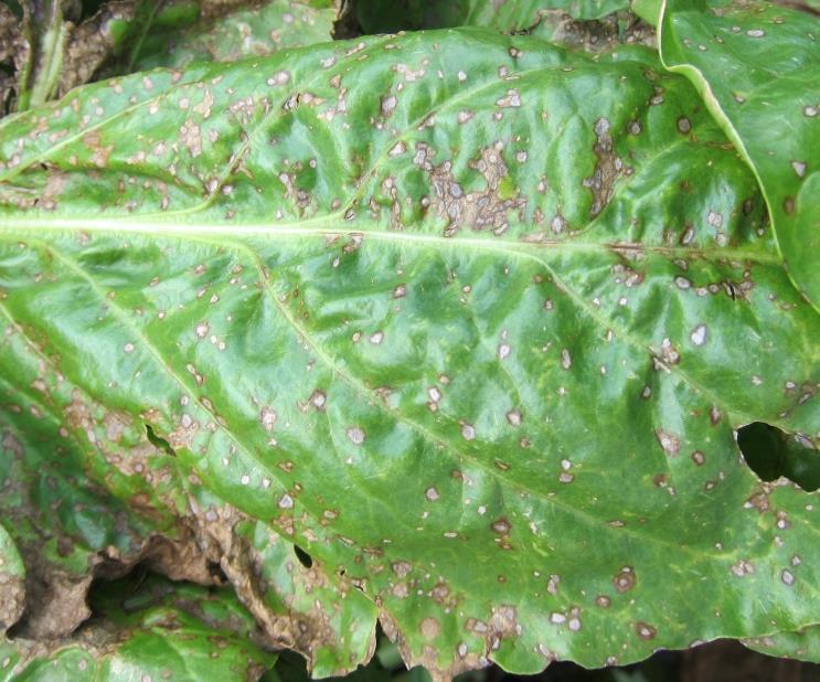 CERCOSPORA Oireet: Cercospora beticola sienen aiheuttama lehtilaikkutauti.