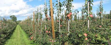 TAUTITORJUNTA Scala Mansikan, omenan ja päärynän tautientorjuntaan Suojaava ja puhdistava vaikutustapa - sopii omenaruven torjuntaan Hyvä teho mansikan harmaahomeeseen Scala sopii kaikille