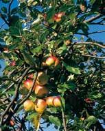 Käyttökohteet Käyttöajankohta Käyttömäärä Vesimäärä Omenalla ja päärynällä: hedelmärupi ja härmä Mansikalla härmä (sivuvaikutuksena tehoaa myös lehtilaikkuun) Herukoilla, karviaisella, mustikalla ja