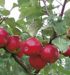 TAUTITORJUNTA Syllit 544 SC Ruven torjuntaan omenalta ja päärynältä sekä lehtilaikun torjuntaan kirsikalta traktorikäyttöisin menetelmin Ruven torjuntaan omenalta Ennaltaehkäisevä ja hoitava suoja