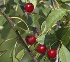 TUHOLAISTORJUNTA Calypso SC 480 Hyönteisten torjuntaan mansikalla, omenalla, päärynällä, luumulla ja kirsikalla Laaja teho hyönteisiin Lyhyt varoaika Säästää hyötyeliöitä Calypso sopii IPM-viljelyyn,