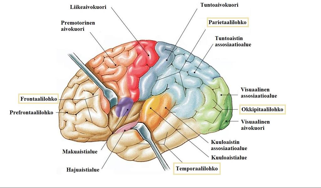 7 ja lukuisia aivoalueita.