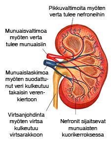 Ihmisellä on kaksi munuaista, jotka sijaitsevat selkärangan molemmin puolin alimpien kylkiluiden alla. Ne ovat pavun muotoiset ja pituudeltaan noin 12 senttimetriä ja painavat 160 grammaa.