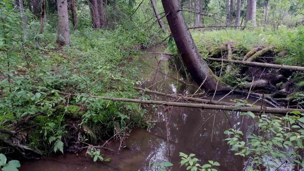 joka täyttää metsälain 10 :n mukaisten kohteiden kriteerit ja