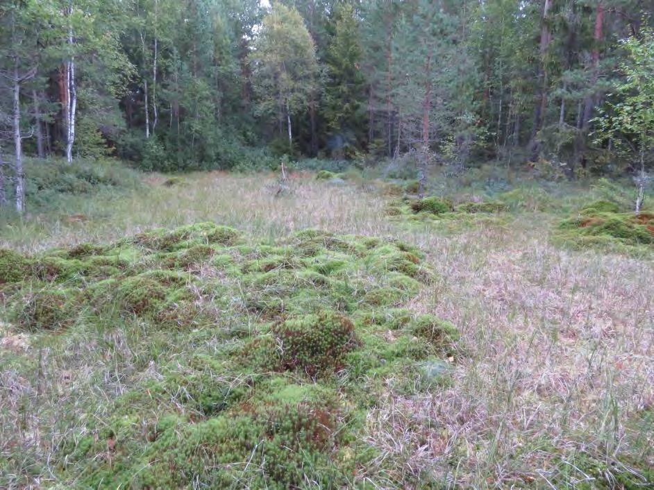 10 rämekasveja kuten juolukkaa ja suopursua. Kohteella on myös hanhenpajua ja korpikarhunsammalen (Polytrichum commune) muodostamia mättäitä.