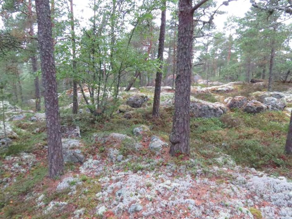 11 Kuva 8. Isosuontien kalliomännikkö (=kuvio 68). Kuva 9. Isosuontien läntinen suolaikku (=kuvio 69). 3.2.