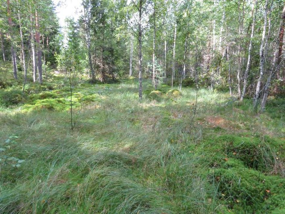 8 Kuva 3. Löytäneen kaakkoinen suolaikku (=kuvio 26