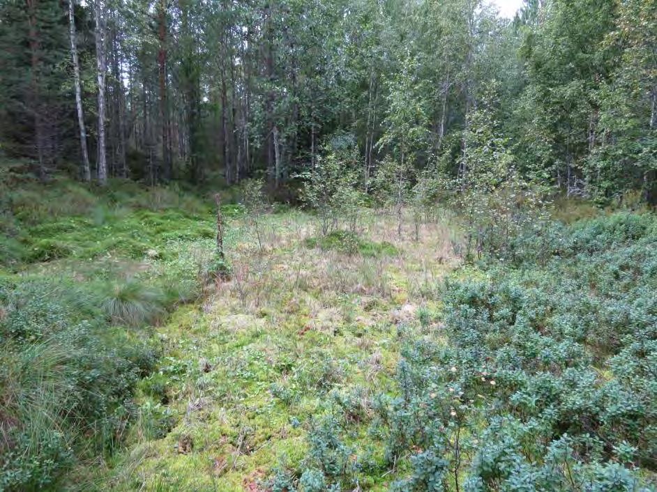 9 Kuva 4. Löytäneen keskimmäinen suolaikku (=kuvio 28