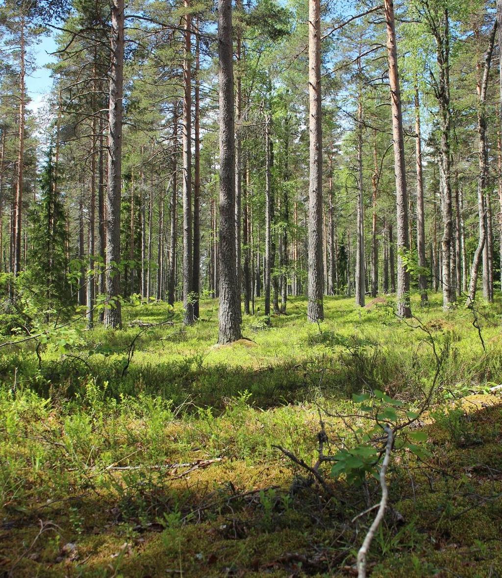 Kontaktipisteitä palvelupolulla Tärkeitä kontaktipisteitä polulla luontoon ovat mm. Huolellinen luontoliikunnan ennakkosuunnittelu ja helposti löytyvä ennakkotieto palveluista suunnittelun tueksi.