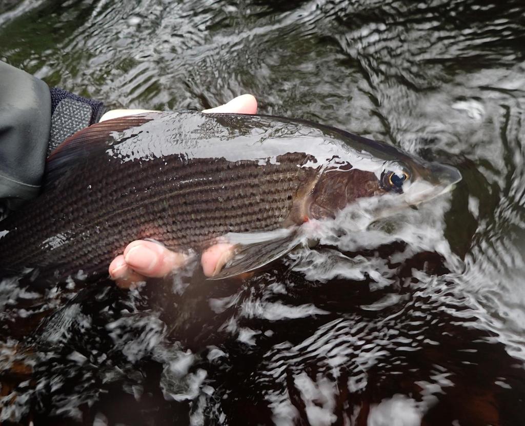 Koekalastusalue Havaintoja koskiluonnosta ja kaloista Koekalastuksen havaintojen perusteella koskialueen kalasto on säilynyt vankkana, monipuolisena ja tasapainoisena.