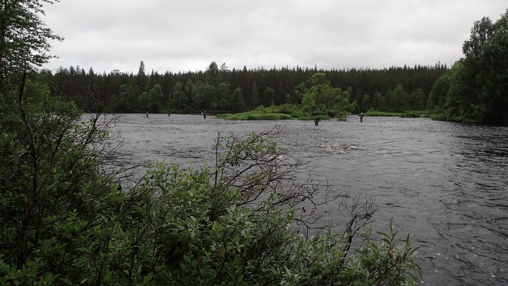 Kalastus Tulvaa lähentelevän vesitilanteen aiheuttaman alkuhapuilun jälkeen kaloja alkoi löytymään ja saalista nousi tasaisesti koko koekalastusjakson ajan.