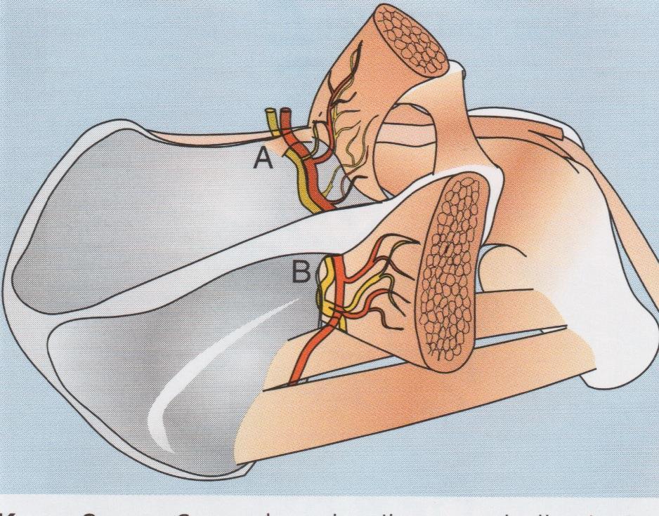 supraspinatuksen alueelle > spinoglenoid notchin