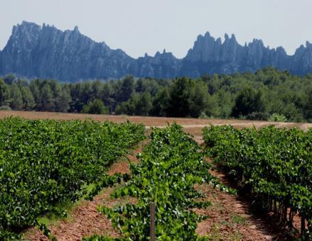 Garnacha tinta, pinot noir ja syrah lajikkeita käytetään vähemmässä määrin. Viinit ovat hedelmäisiä ja aromaattisia.