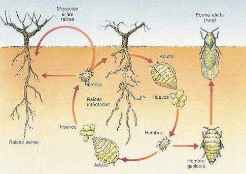 vastratix