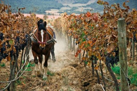 Luomuviini (vino orgánico) Rypäleet kasvatetaan tiloilla, joissa ei