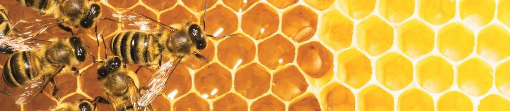 Surrurrurr... Siitepöly on mehiläistoukkien tärkeää ravintoa. Sisäpiirivinkki Ruiskuta oikein Älä ruiskuta ennen sadetta, muuten vaikutusaika ei riitä. Ruiskuta vain tyynellä ilmalla.