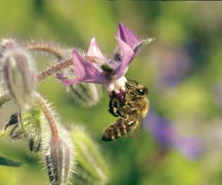 Sen lisäksi on monia muita mehiläislajeja, jotka nekin pölyttävät kasvejamme. Mehiläisille itselleen pölytys on sivuseikka: oikeastaan ne lentävät kukkiin vain etsimään ravintoa.