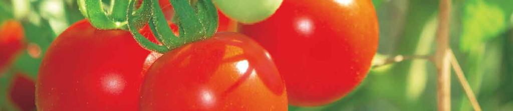 Maukkaat ja hyvinvoivat luonnonmukaiset tomaatit ja chilit Mitäpä olisi kesä ilman auringon kypsyttämiä hedelmiä, joita voi kasvattaa menestyksellisesti pienelläkin parvekkeella.