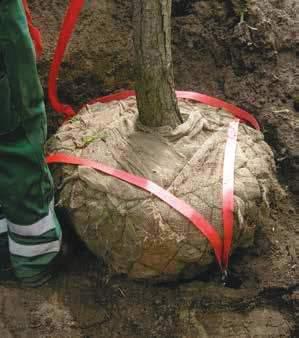 4. J uurien kiinnitys/puun sidonta Tuotetiedot DuckBill RBKS juurien maanalainen kiinnitys DuckBill RBKS on suunniteltu tarjoamaan vankan tuen puille joilla on kiinteä juuripaakku.