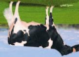HOLSTEIN SEMEX-POSTI SYYSKUU 2012 Donnandale LUMI LAUTHORITY x PLANET BLF BYF CVF Rek: 0200HO032 Syntynyt: Kesäkuu 1, 2011 aaa: 321 DMS: Käytä erityisesti utareen kiinnitysten, muodon, kudoksen ja
