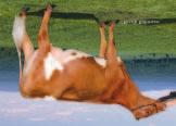 AYRSHIRE SEMEX-POSTI SYYSKUU 2012 Ronick SIMBAD CALIMERO x WILTON VG TF Rek: 0200AY00 Syntynyt: Syyskuu 1, 200 aaa: - DMS: - Käytä erityisesti utarerakenteen, takakorkeuden, lypsytyypin ja Struys