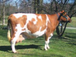 Semex Finland onnittelee Labrie Charlot sai ensimmäisen -tonnarityttären Suomessa Vapunpäivänä vietettiin Lopella Hannu Huitin ja Mikko Rannan karjassa Haralan Pikatsun -tonnarijuhlia.