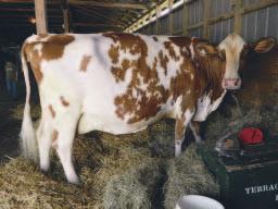 Kesä Kanadassa Kanadalaisisissa huippukarjoissa satsataan eläinkauppaan ja vieraiden vastaanottoon. Kuvassa Cowtown-tilan navetan eteinen.