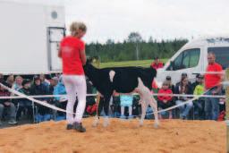 Semex-päivät Päivölän tilalla Semexin esittelystandilla yleisö pääsi tutustumaan eri-ikäisiin Semex-sonnien tyttäriin. Semex-päiviä vietettiin vaihtelevassa säässä mutta iloisissa tunnelmissa n.