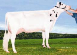 ELOKUUN ARVOSTELUT Uusia sonneja käyttölistalle HOLSTEIN Semex Finland on toiminut nyt kaksi vuotta.