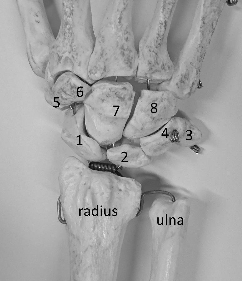 9 / 26 KUVA 1. Ranteen luut. (Heikkinen 2017-10-10.) 3.2 Ranteen natiivikuvausprojektiot Ranteen murtumien kuvantamisessa tarvitaan yleensä suorat PA- ja sivuprojektiot (kuva 2 ja 3).