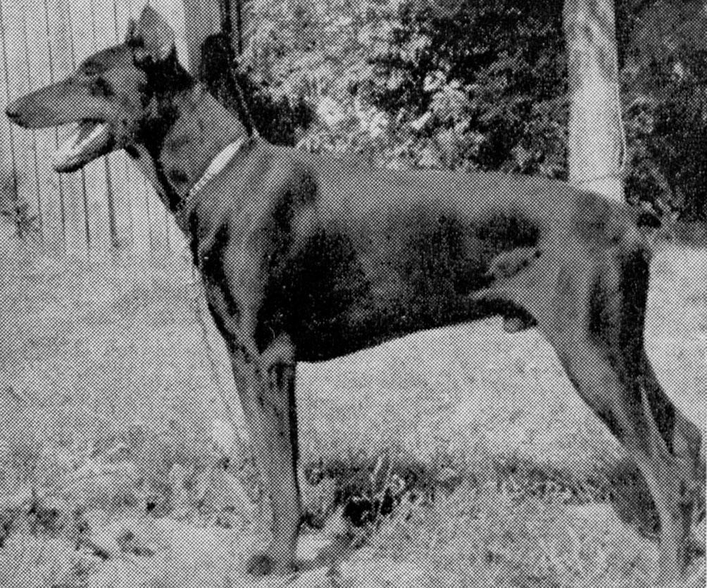 DOBERMANN Rekisteri 1964 Suomen