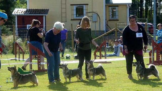 ROP-KASVATTAJA kennel