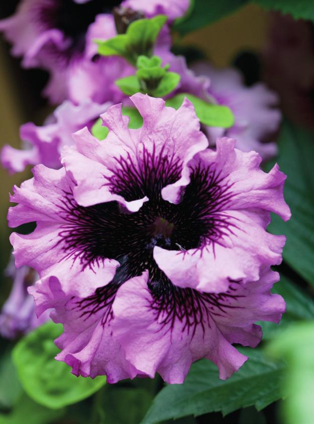 teksti Outi Tynys kuvat Hanna Marttinen Petunia (Petunia x hybrida) Suomessa petunioiden runsaasta kukinnasta on nautittu 1800-luvun loppupuolelta lähtien.
