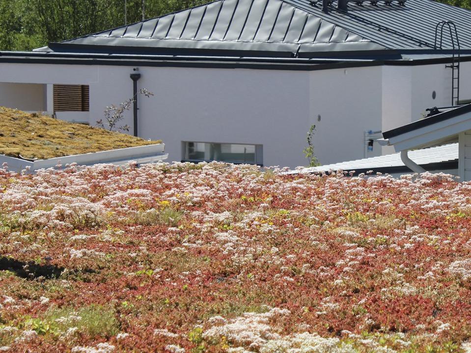 Viherkatto Kohteessa maksaruohokatto - Tarjoaa uuden lisämahdollisuuden kasvi- ja hyönteislajistolle -